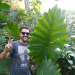 ico_evergreenvlc